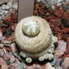 Epithelantha_micromeris